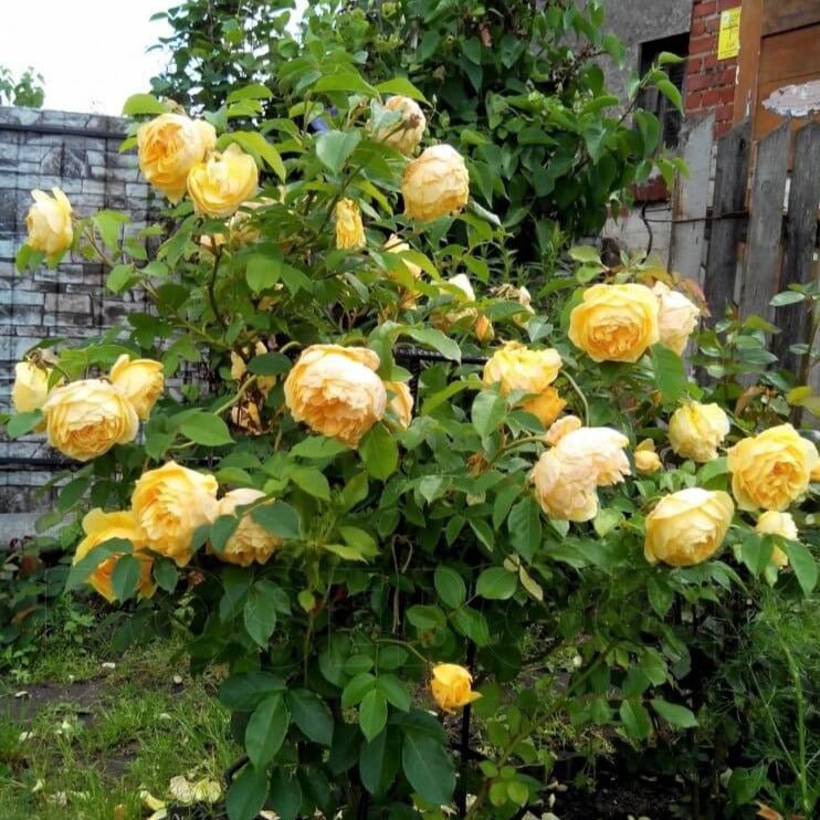 Gpt. Graham Thomas ® Climbing Roses garden rose bushes potted or bare root plants