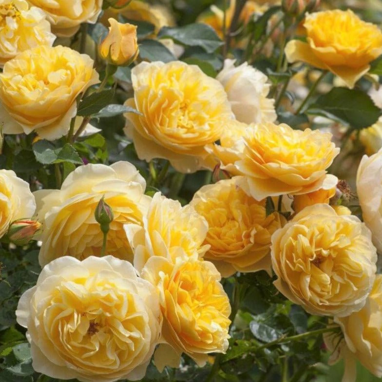 Gpt. Graham Thomas ® Climbing Roses garden rose bushes potted or bare root plants