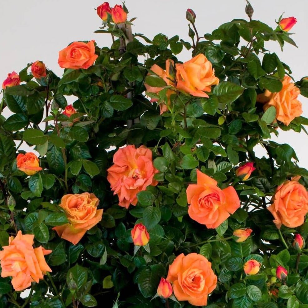 Gpt. Louis de Funes ® Climbing Roses garden rose bushes potted or bare root plants