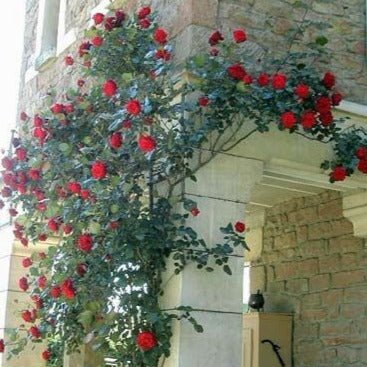 Gpt. Papa Meilland ® | 6L Potted Climbing Roses | Garden Rose Bushes ...