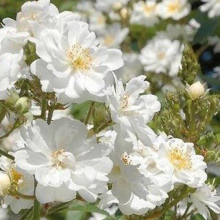 Guirlande d'Amour ® Climbing Rose garden rose bushes potted or bare root plants