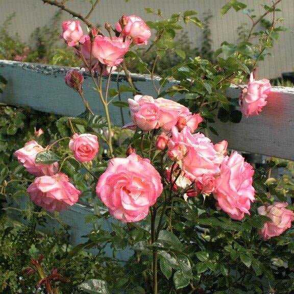 Harlekin (Kiss of Desire) ® Climbing Roses garden rose bushes potted or bare root plants