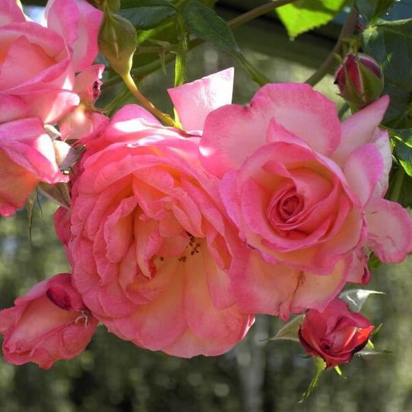 Harlekin (Kiss of Desire) ® Climbing Roses garden rose bushes potted or bare root plants