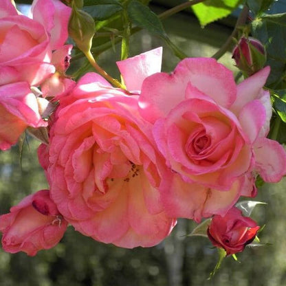 Harlekin (Kiss of Desire) ® Climbing Roses garden rose bushes potted or bare root plants