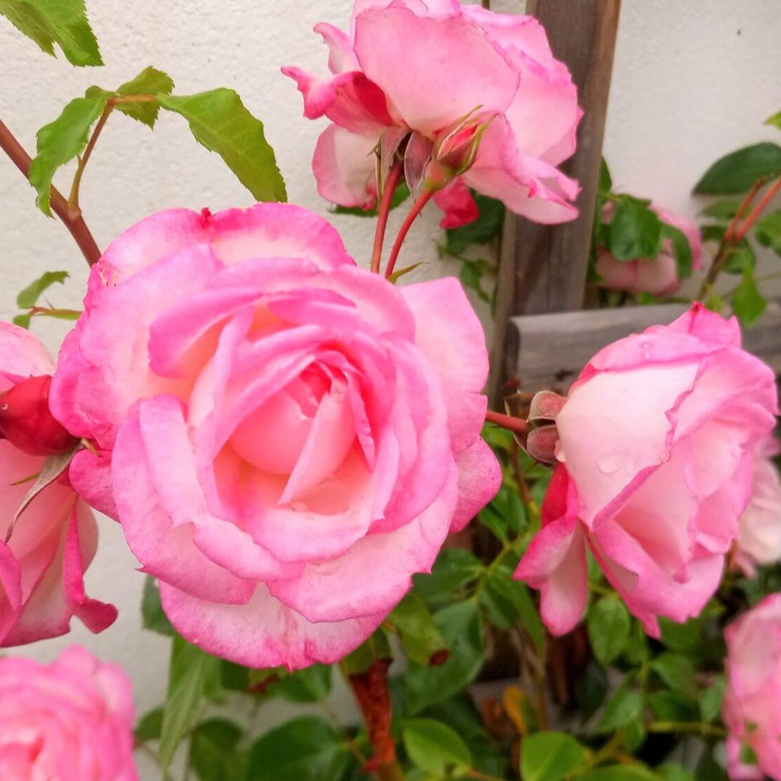 Harlekin (Kiss of Desire) ® Climbing Roses garden rose bushes potted or bare root plants