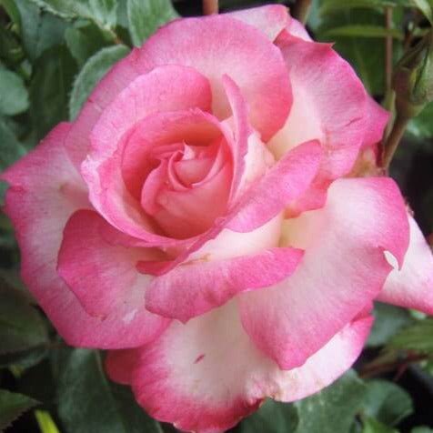 Harlekin (Kiss of Desire) ® Climbing Roses garden rose bushes potted or bare root plants