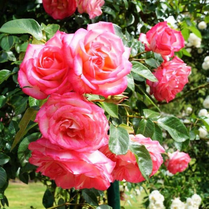 Harlekin (Kiss of Desire) ® Climbing Roses garden rose bushes potted or bare root plants