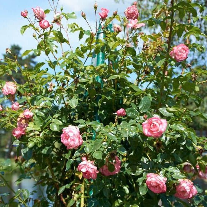 Harlekin (Kiss of Desire) ® Climbing Roses garden rose bushes potted or bare root plants