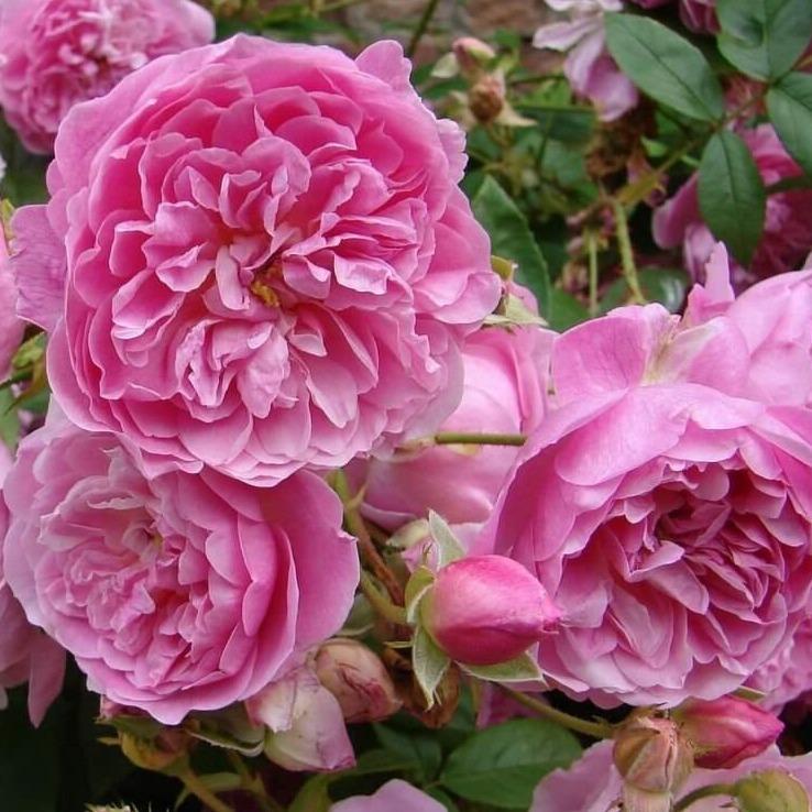 Harlow Carr ® Floribunda Roses garden rose bushes potted or bare root plants