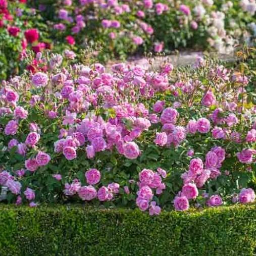 Harlow Carr ® Floribunda Roses garden rose bushes potted or bare root plants