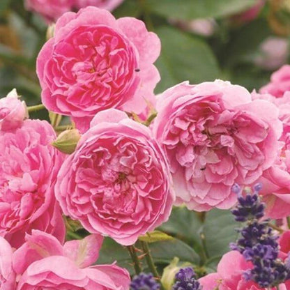 Harlow Carr ® Floribunda Roses garden rose bushes potted or bare root plants