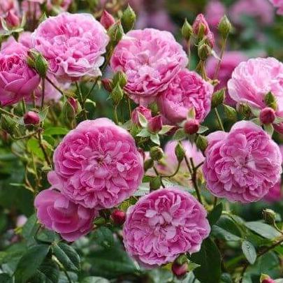 Harlow Carr ® Floribunda Roses garden rose bushes potted or bare root plants