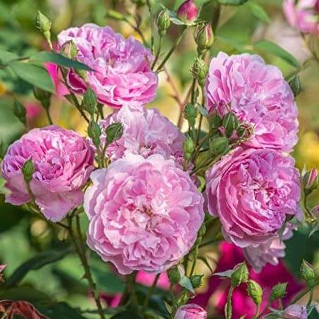 Harlow Carr ® Floribunda Roses garden rose bushes potted or bare root plants