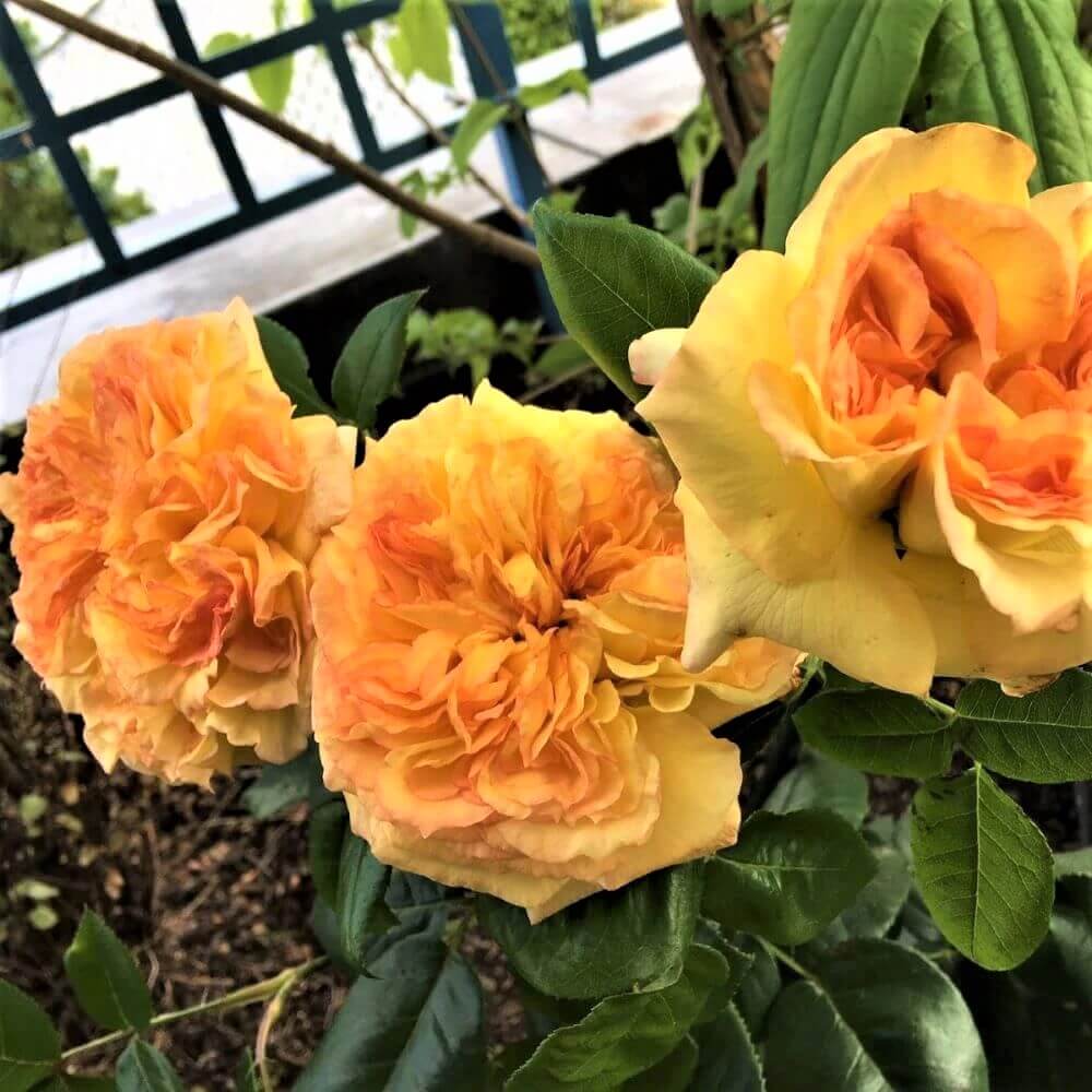 Henri Delbard ® | Hybrid Tea Roses | Garden Rose Bush – Famous Roses World