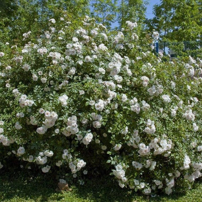 ICE MEILLANDECOR ® Plants garden rose bushes potted or bare root plants