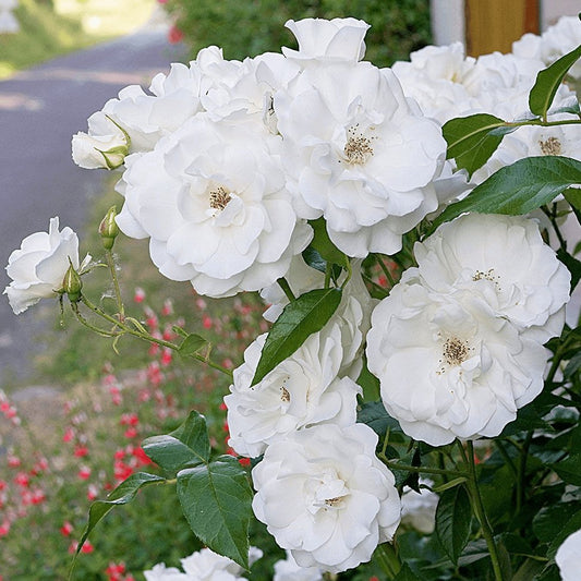 Iceberg ®' Floribunda Roses garden rose bushes potted or bare root plants