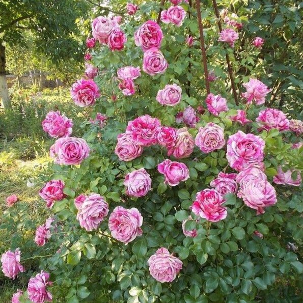 Ines Sastre ® | Climbing Roses | Garden Rose Bush – Famous Roses World