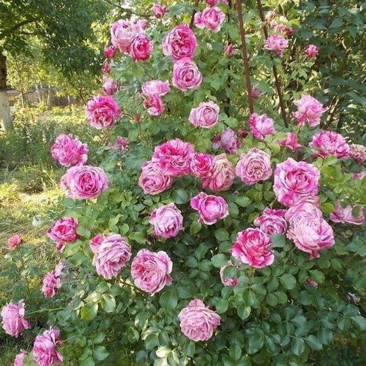 Ines Sastre ® Climbing Roses garden rose bushes potted or bare root plants