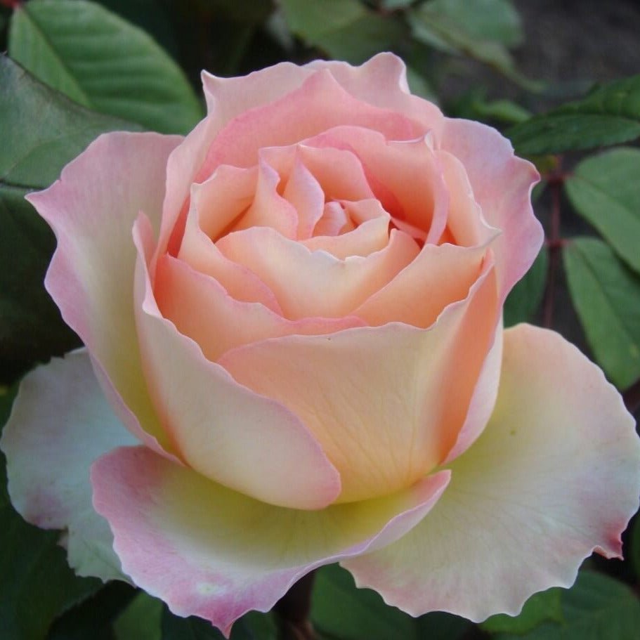 Jalitah ®' Hybrid Tea Roses garden rose bushes potted or bare root plants