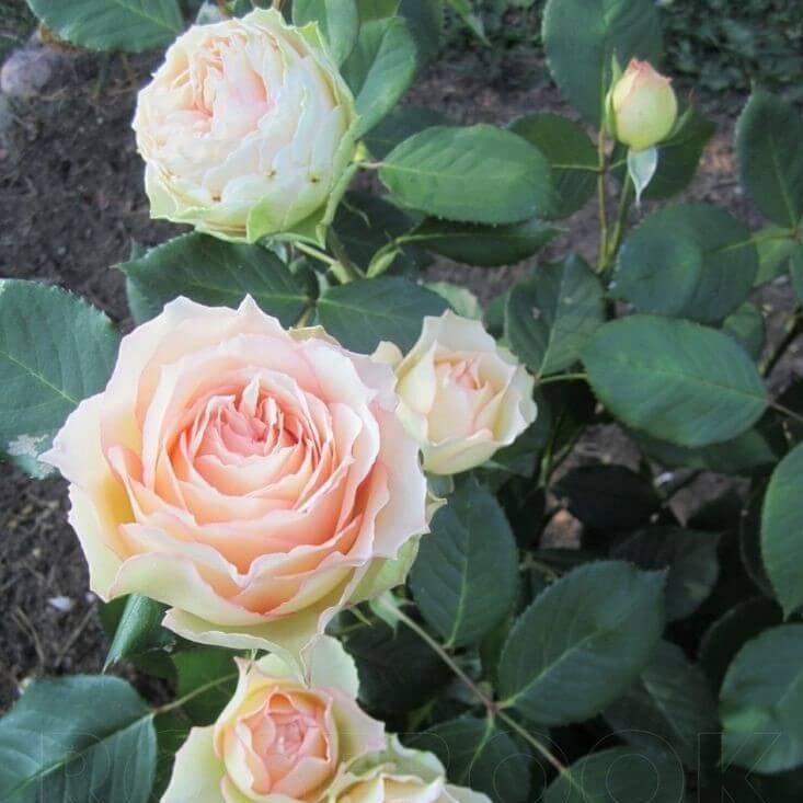 Jalitah ®' Hybrid Tea Roses garden rose bushes potted or bare root plants