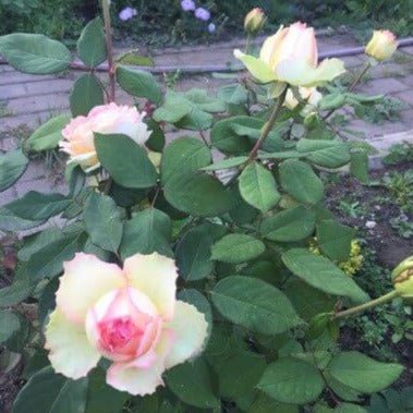 Jalitah ®' Hybrid Tea Roses garden rose bushes potted or bare root plants