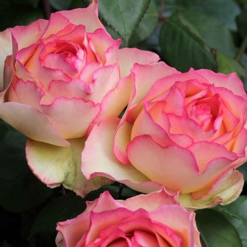 Jalitah ®' Hybrid Tea Roses garden rose bushes potted or bare root plants