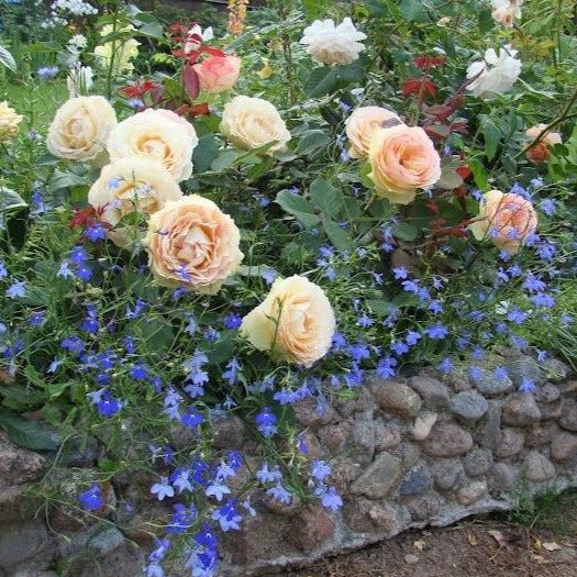 Jalitah ®' Hybrid Tea Roses garden rose bushes potted or bare root plants