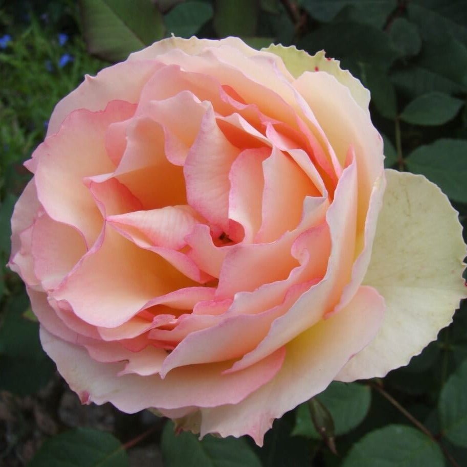 Jalitah ®' Hybrid Tea Roses garden rose bushes potted or bare root plants