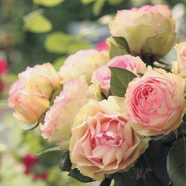 Jalitah ®' Hybrid Tea Roses garden rose bushes potted or bare root plants