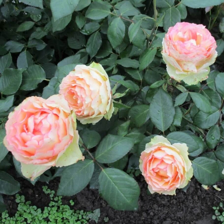 Jalitah ®' Hybrid Tea Roses garden rose bushes potted or bare root plants