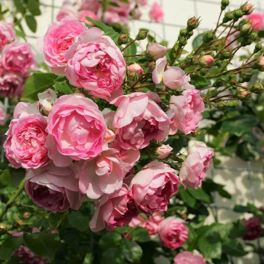 Jasmina ® Climbing Roses garden rose bushes potted or bare root plants