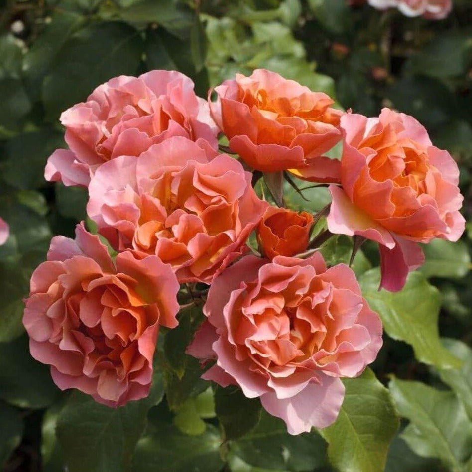 Jean Cocteau ® Plants garden rose bushes potted or bare root plants