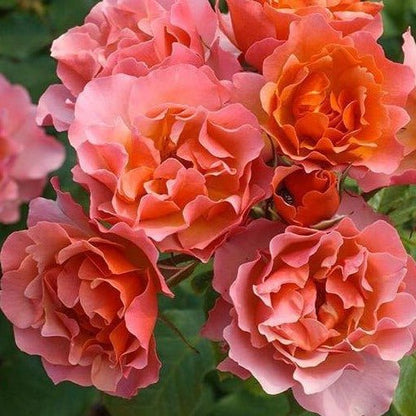 Jean Cocteau ® Plants garden rose bushes potted or bare root plants