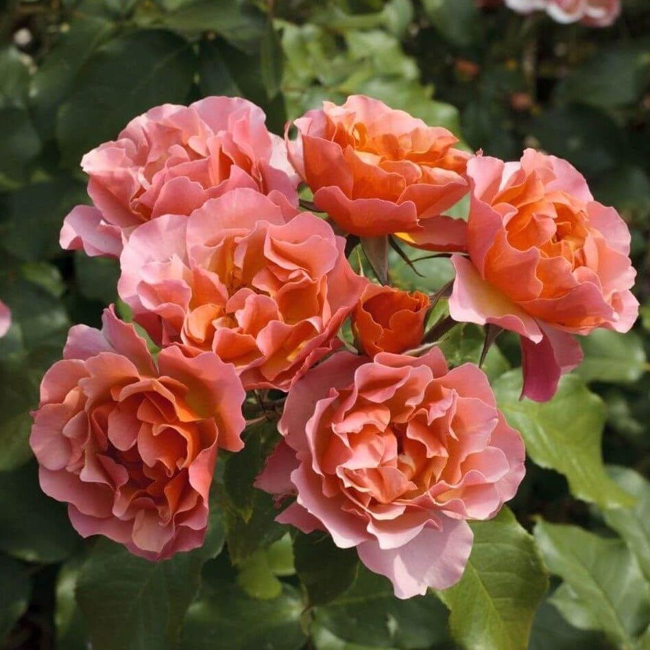 Jean Cocteau ® Plants garden rose bushes potted or bare root plants