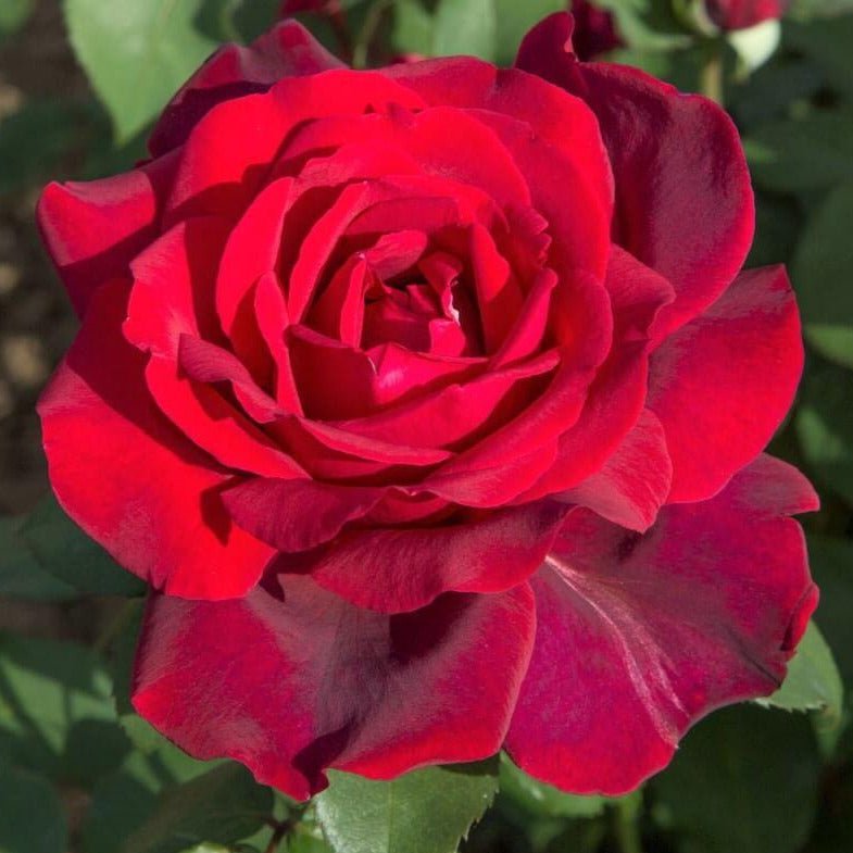 Hybrid Tea Roses Hybrid Tea Roses
