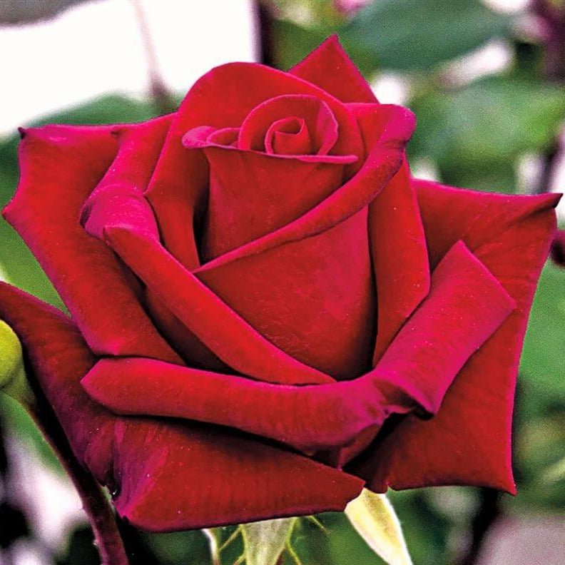 Garden Rose Bush – Famous Jubile Papa Meilland ®