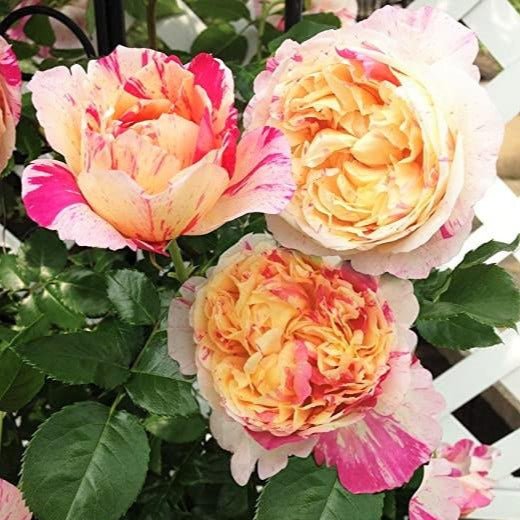 Georges Delbard Rose Palnts | Potted or Bare Root Bushes | Buy Top ...