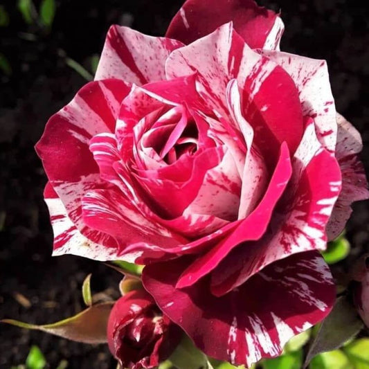 Julio Iglesias ® - French hybrid tea rose bred by Meilland Richardier