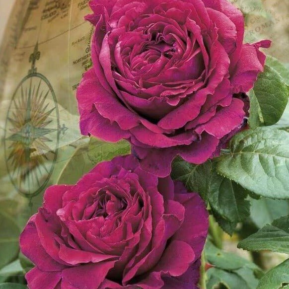 La Rose Des 4 Vents ® Floribunda Roses garden rose bushes potted or bare root plants