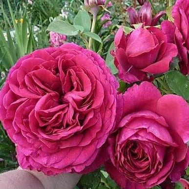 La Rose Des 4 Vents ® Floribunda Roses garden rose bushes potted or bare root plants