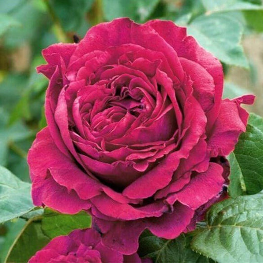 Georges Delbard Rose Palnts | Potted or Bare Root Bushes | Buy Top ...