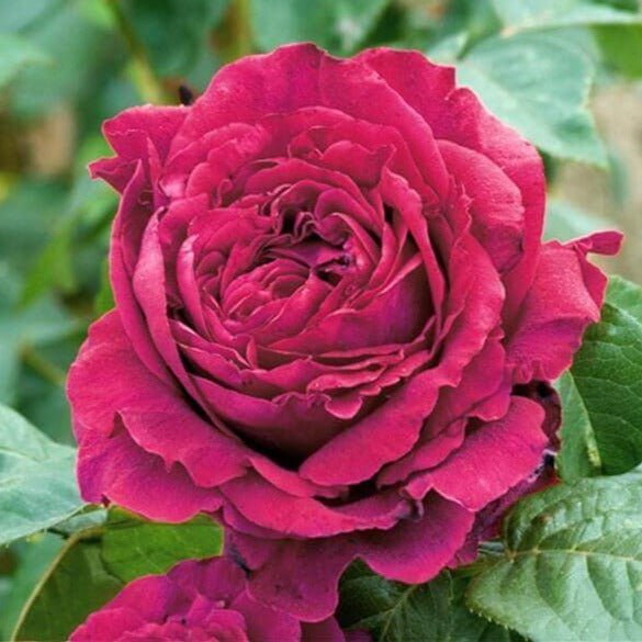 La Rose Des 4 Vents ® Floribunda Roses garden rose bushes potted or bare root plants