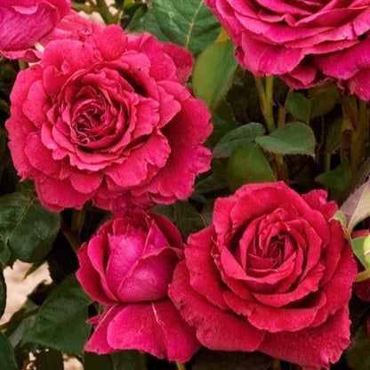 La Rose Des 4 Vents ® Floribunda Roses garden rose bushes potted or bare root plants