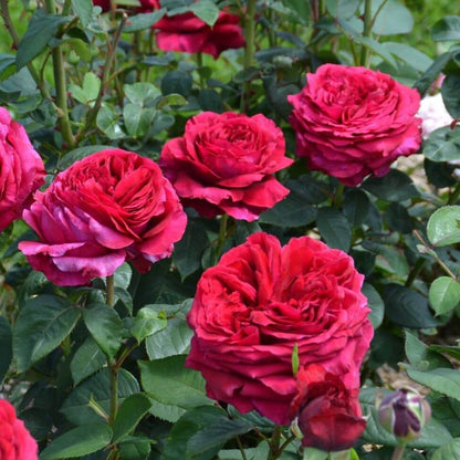 La Rose Des 4 Vents ® Floribunda Roses garden rose bushes potted or bare root plants