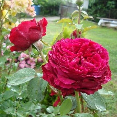 La Rose Des 4 Vents ® Floribunda Roses garden rose bushes potted or bare root plants