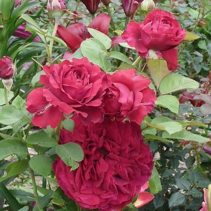 La Rose Des 4 Vents ® Floribunda Roses garden rose bushes potted or bare root plants