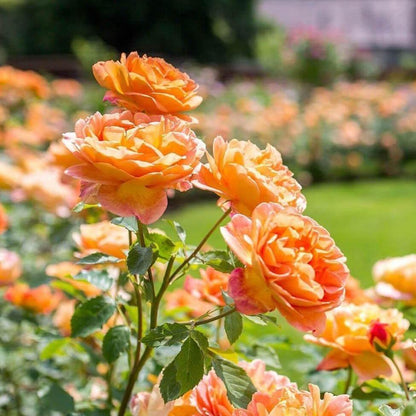 Lady of Shalott ® - English floribunda rose bred by David Austin