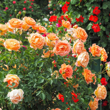Lady of Shalott ® - English floribunda rose bred by David Austin