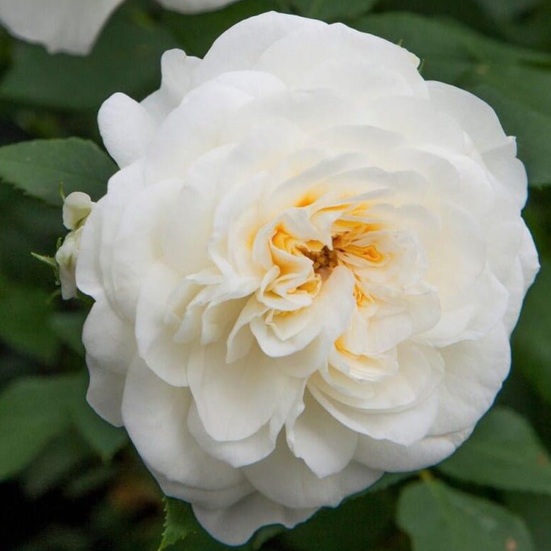 Lady Romantica ® Floribunda Roses garden rose bushes potted or bare root plants