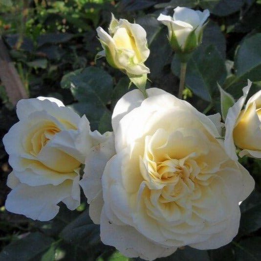 Lady Romantica ® Floribunda Roses garden rose bushes potted or bare root plants